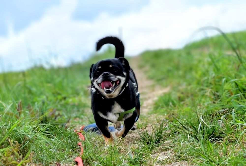 Mały, charakterny piesek szuka domu