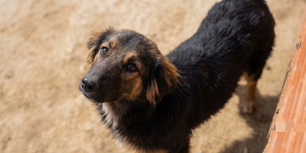 Cachorro peludo para adoção responsável