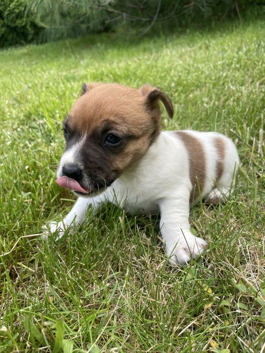 Jack Russell Terrier suczka Figa