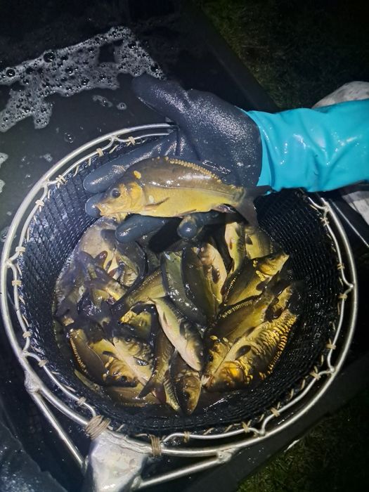 Karp 15-20cm lin amur sandacz
