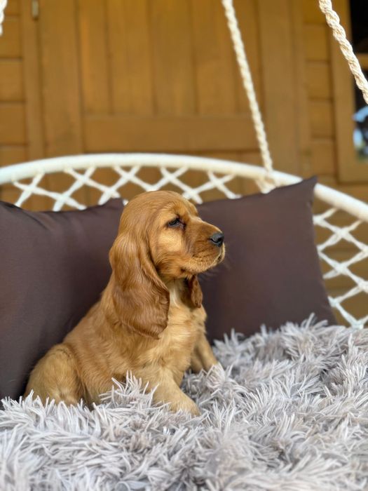 Cocker spaniel angielski Piesek Piesek
