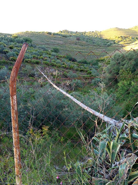 Vendo um terreno junto o Douro