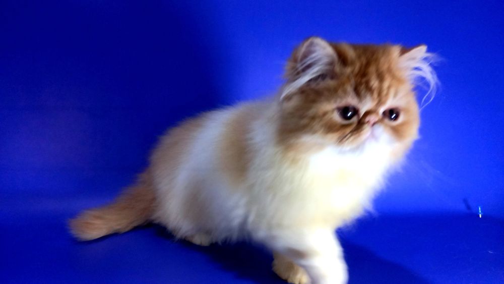 Персидская красавица