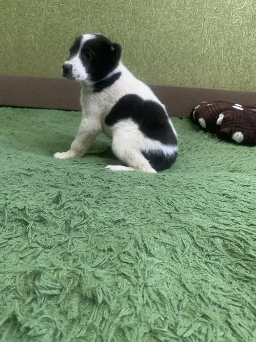 Продам цуценят Алабая