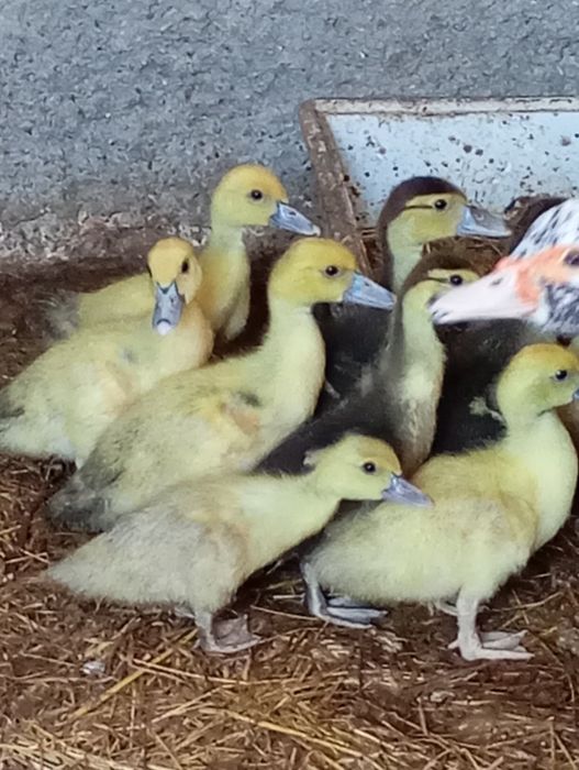 Patos mudos  pequenos