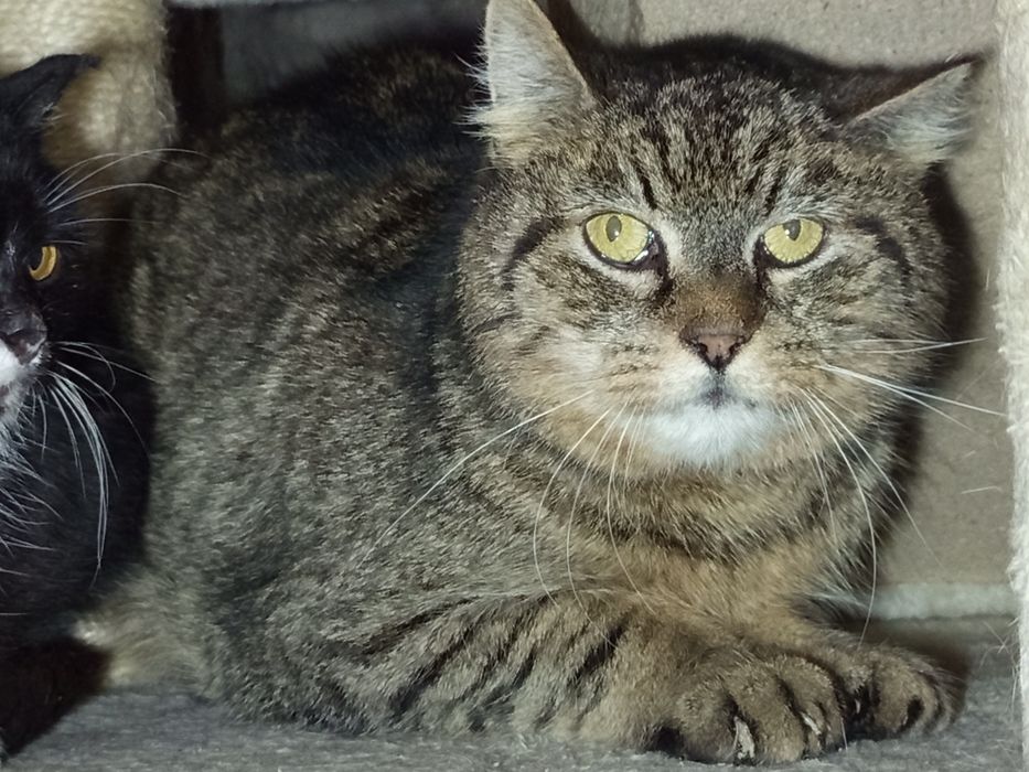 Duży, wycofany kocurek szuka swojego domku