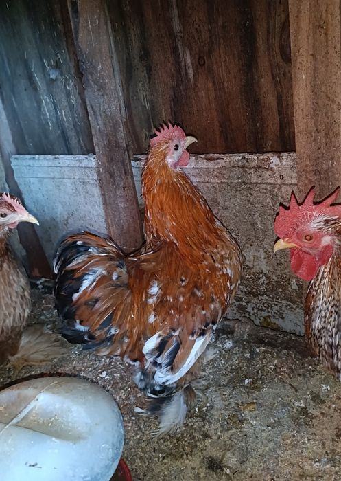 Galos Pekin Várias Cores