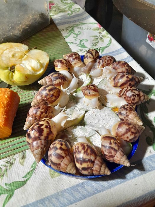 Ахатина Фулика - альбиносы и стандарты