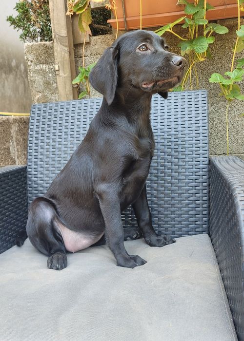 Labrador preta femea