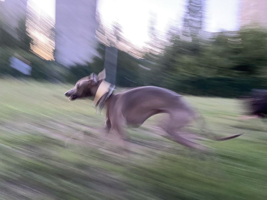 Вязка Левреткi (італійського грейхаунда)