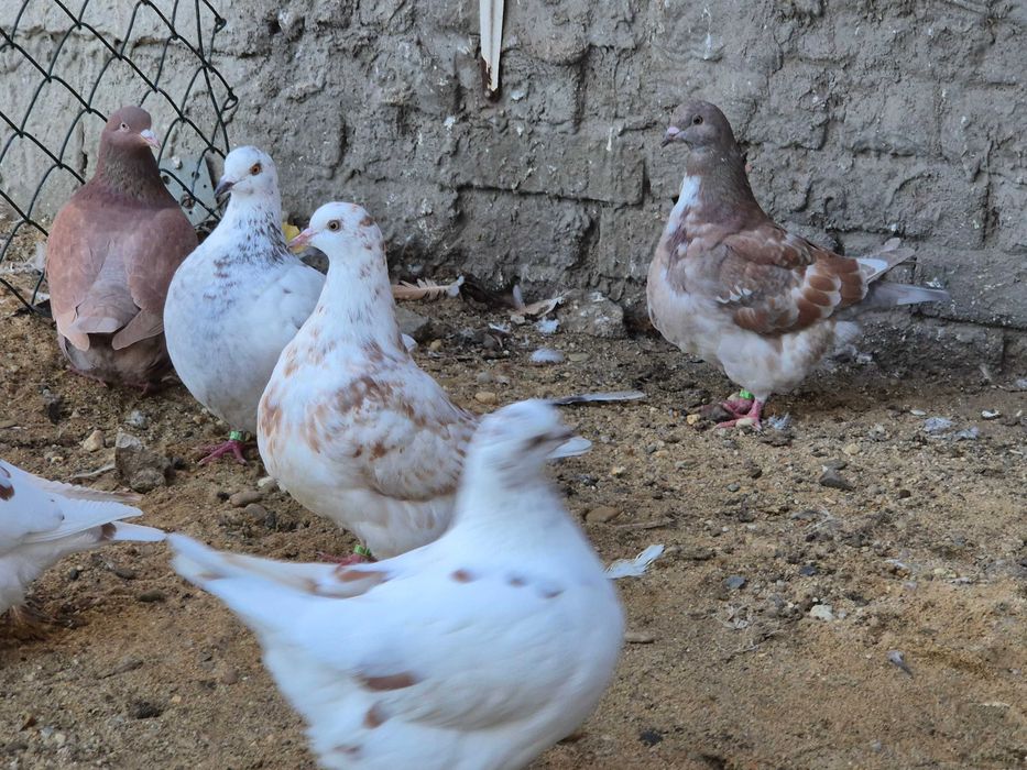 Gołębie texsanery,mondainy z 2025 roku