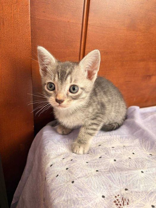 Сіреньке кошенятко безкоштовно