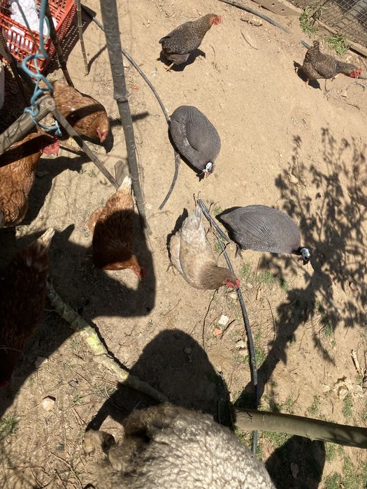 Ovos caseiros - animais criados ao ar livre no campo