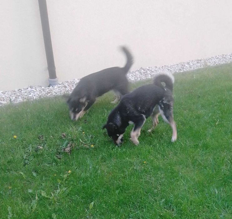 Roczne suczki szukają domku