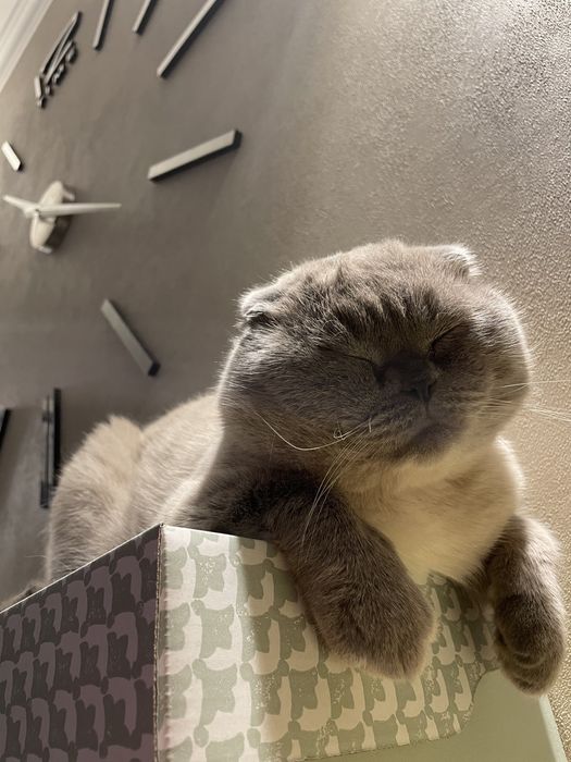 Шотландский висловухий скотіш фолд кіт для вʼязки кішки блю поінт