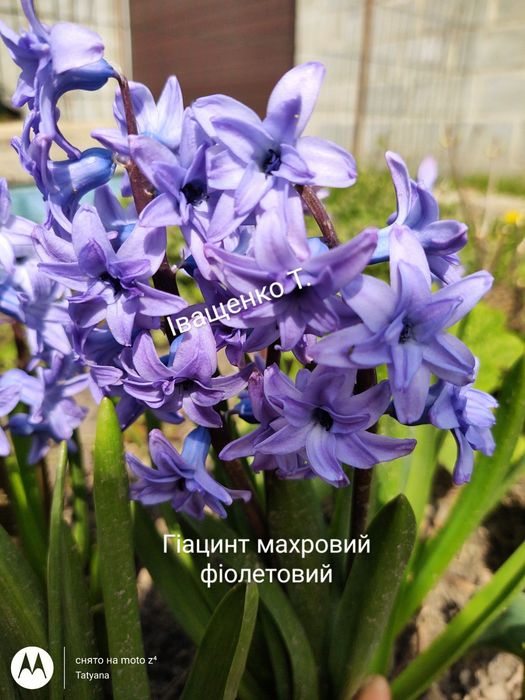 Гіацинти махрові цибулини