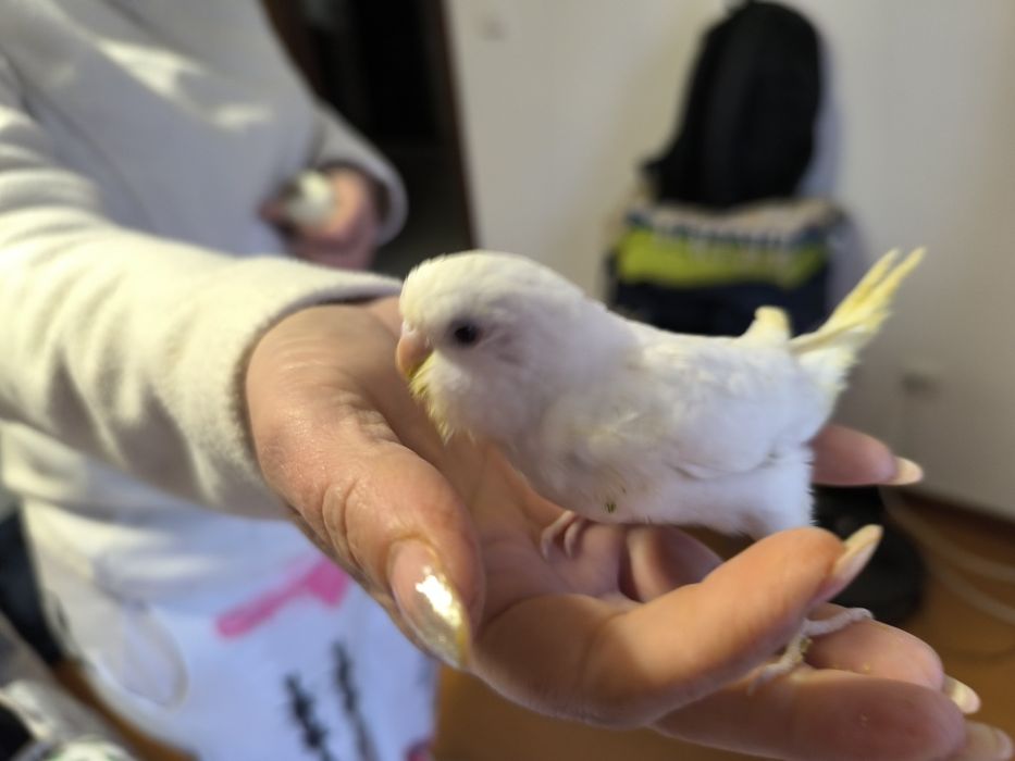 Piriquitos a sair do ninho