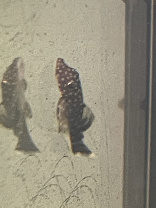 Vendo peixes plantas etc