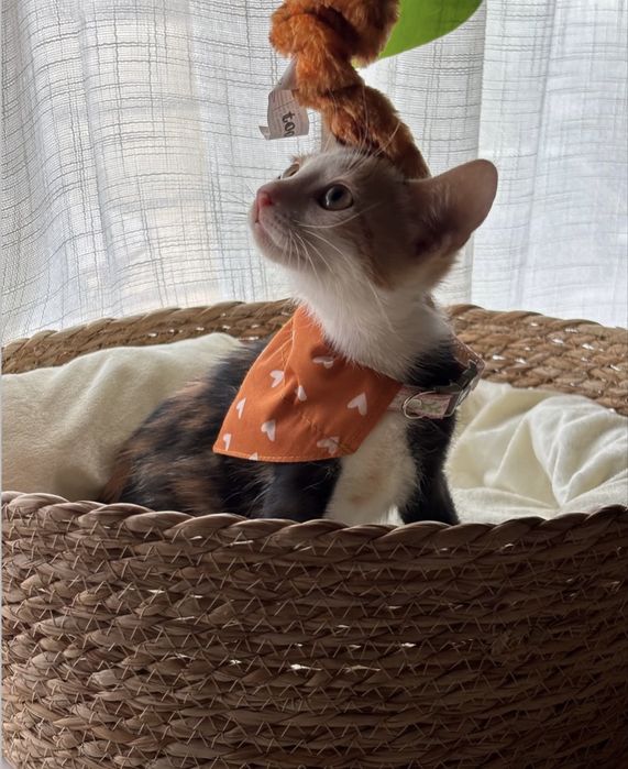 Gatinha 2 meses para adoção responsável