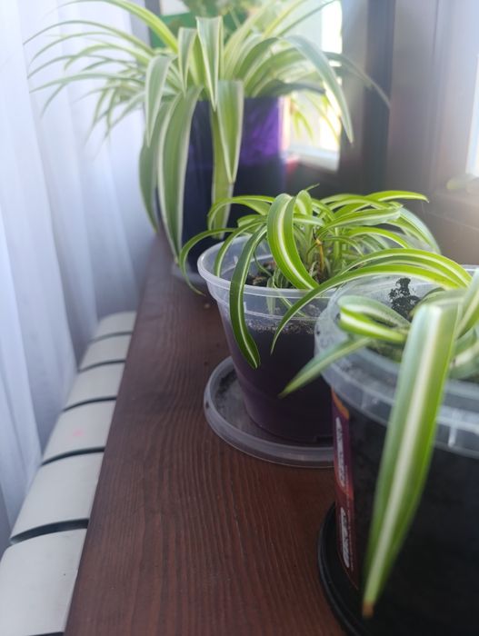 Продаю   вазони ,назва хлорофілу  діє як очищення повітря в кімнаті,