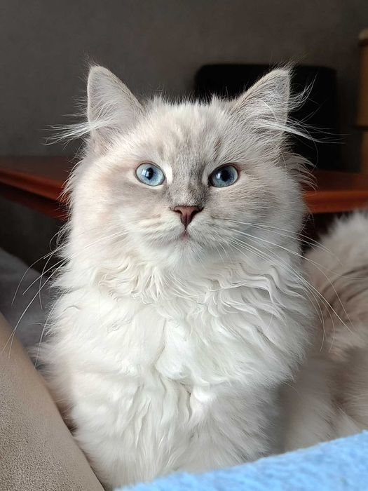 Koteczka Neva Masquerade