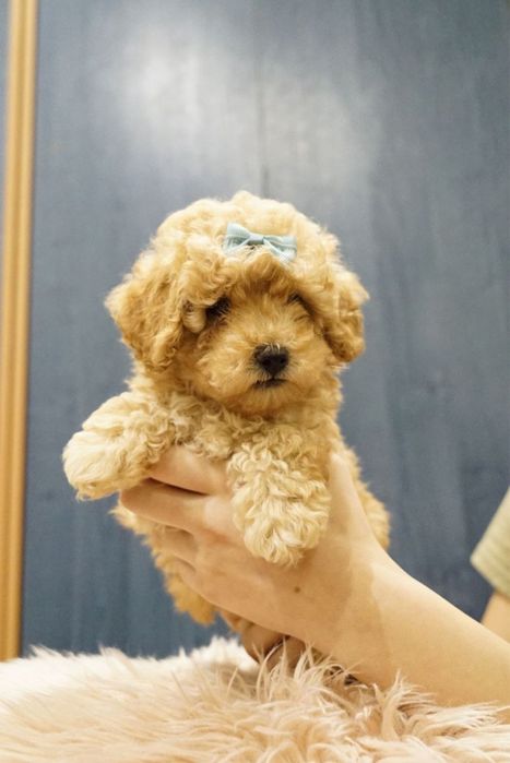 Плюшеві ведмежата мальтіпу – найкраща декоративна порода