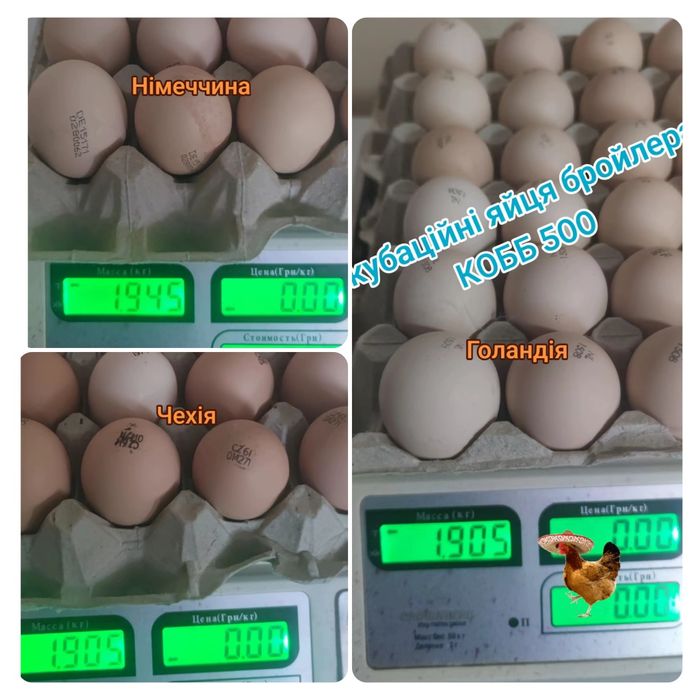 Інкубаційне яйце з Європи