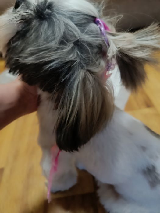 Ищем жениха для Девочки Шитцу