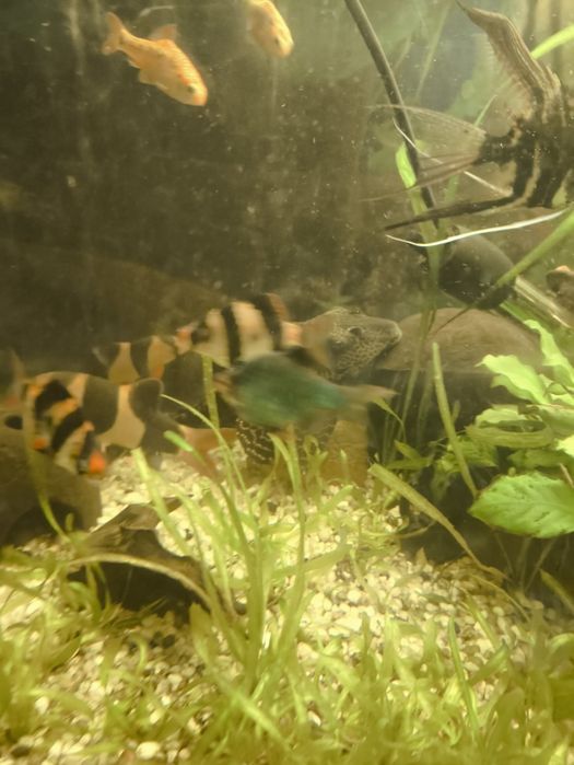 Duże akwarium z rybkami i osprzętem 450 litrów