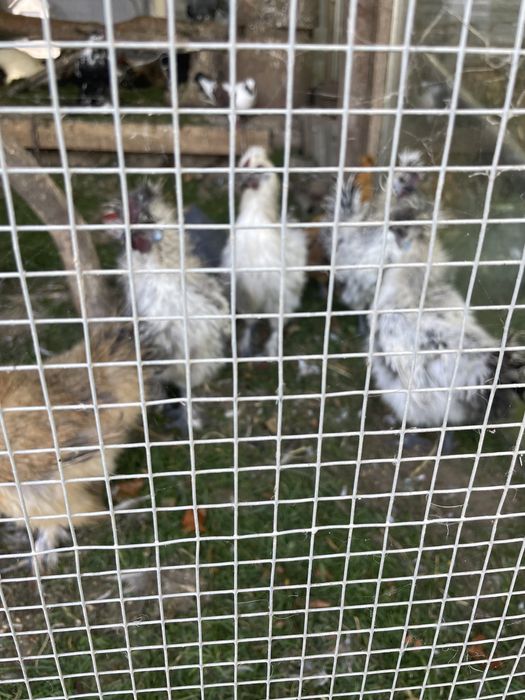 Koguty ozdobne z zeszłego roku