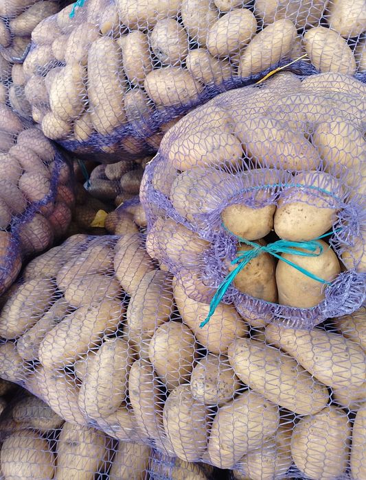 Продам Чернігівську картошкуртошку розовних та білих сортів