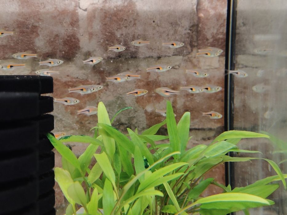 MISIEKZOO Roślny - Cryptokoryny różne gatunki , koszyk  tylko 18 zł