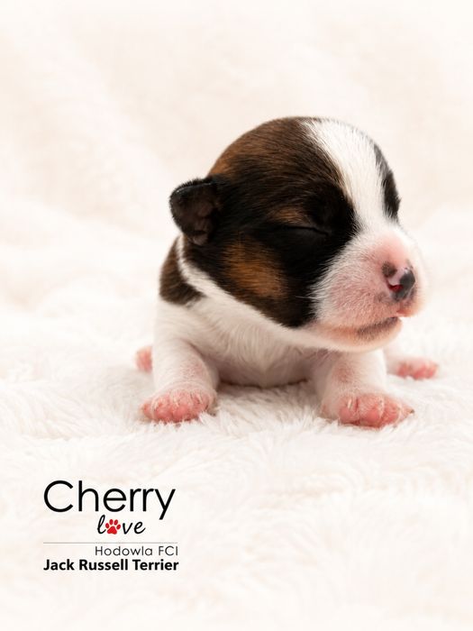 Jack Russell Terrier ZKwP FCI