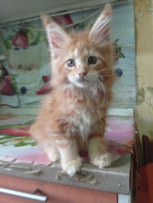 Котята Мэйн Куна