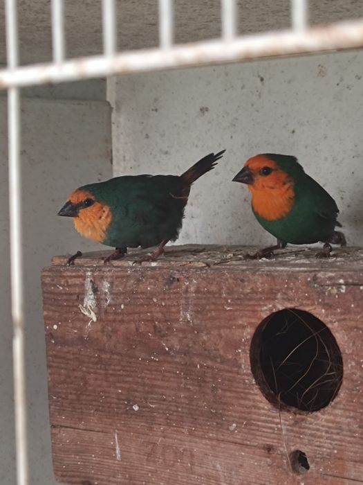 Goulds, e outros Exóticos