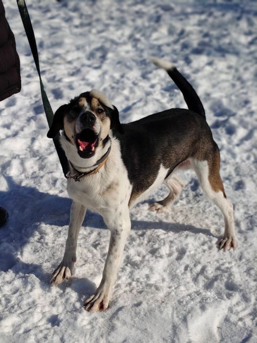 Pies z tupetem szuka domu