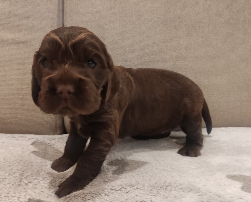 Cocker spaniel suczka czekoladowa