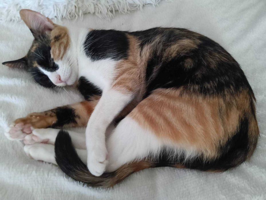 Oddam kotki do adopcji wystyrlizowane wychodzące