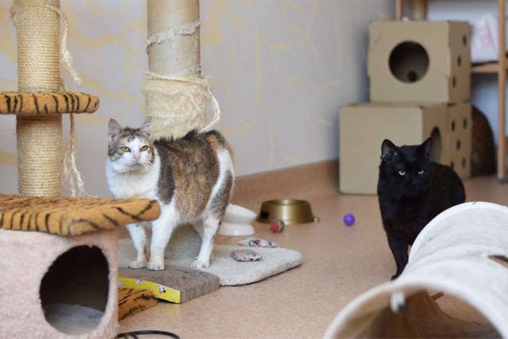 BABKA MARYLKA szuka domku