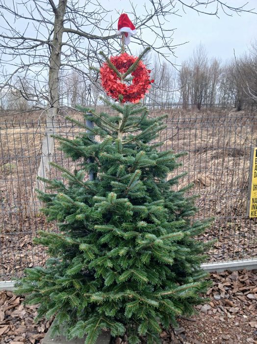 Choinki na święta – duży wybór, super ceny!