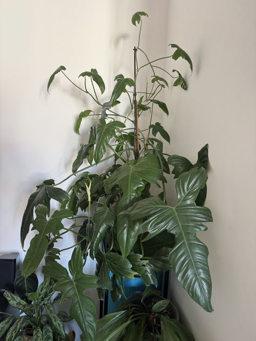 Duży Philodendron Pedatum / Florida