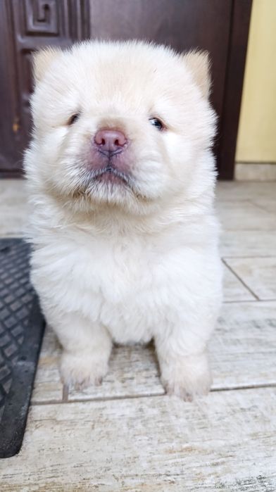 Чау чау.   бронирование