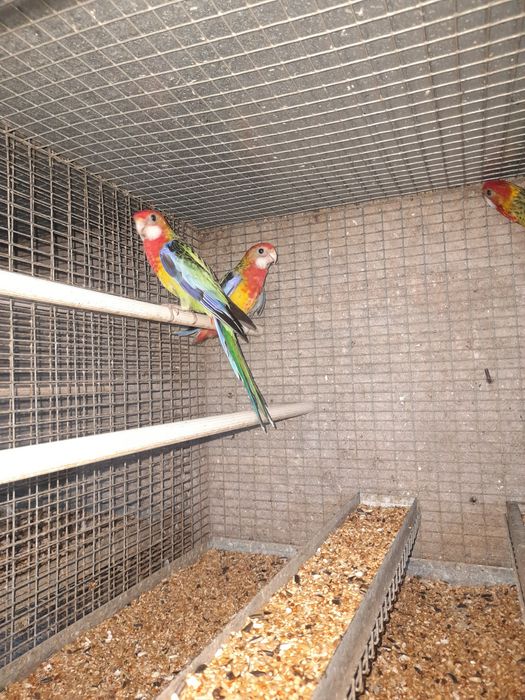Roselas eximius casal sexado 120 euros
