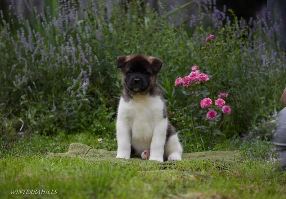 Видатні крові! Цуценята Американська Акіта КСУ / Акита Американская