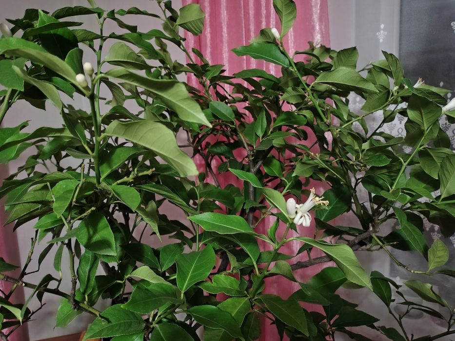 Дерево лимона у горщику .