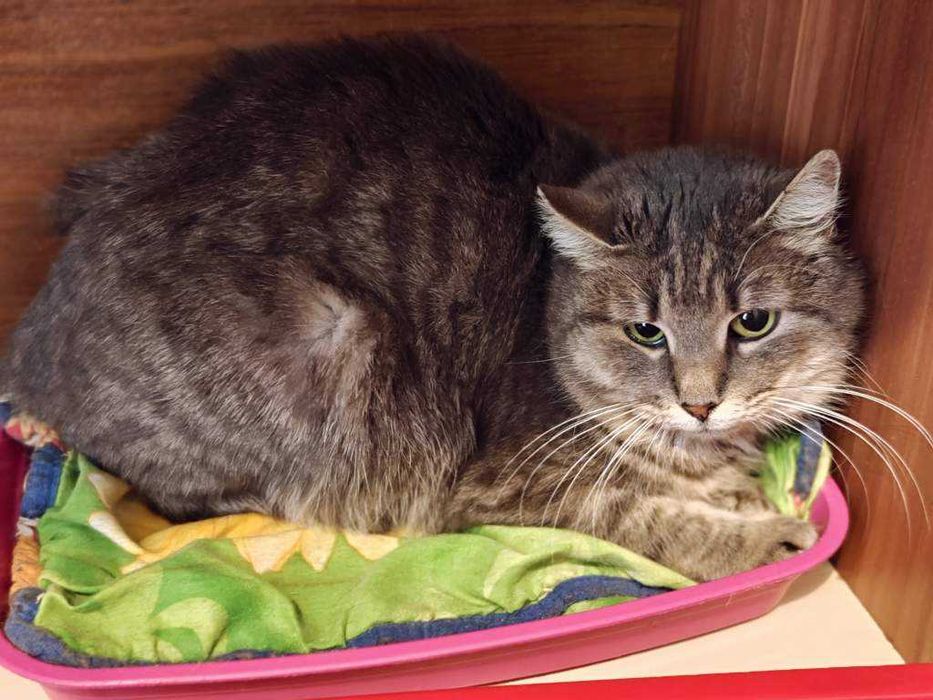 Котик Паша 1 рік готовий стати вашим найкращим лагідним другом