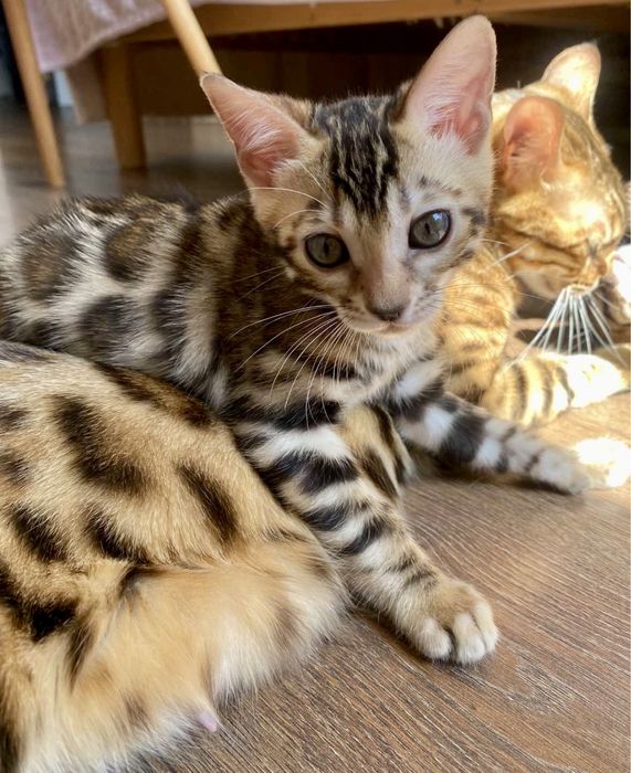 Шикарные бенгалы