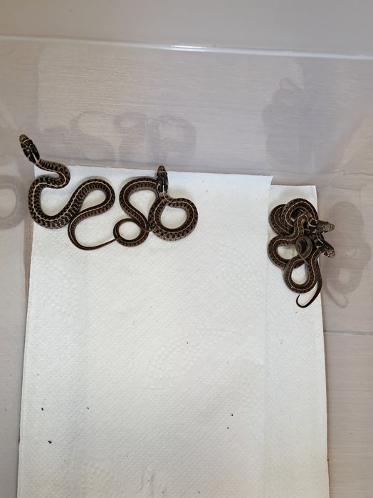 Wąż pończosznik miniaturka Thamnophis scaliger cb25