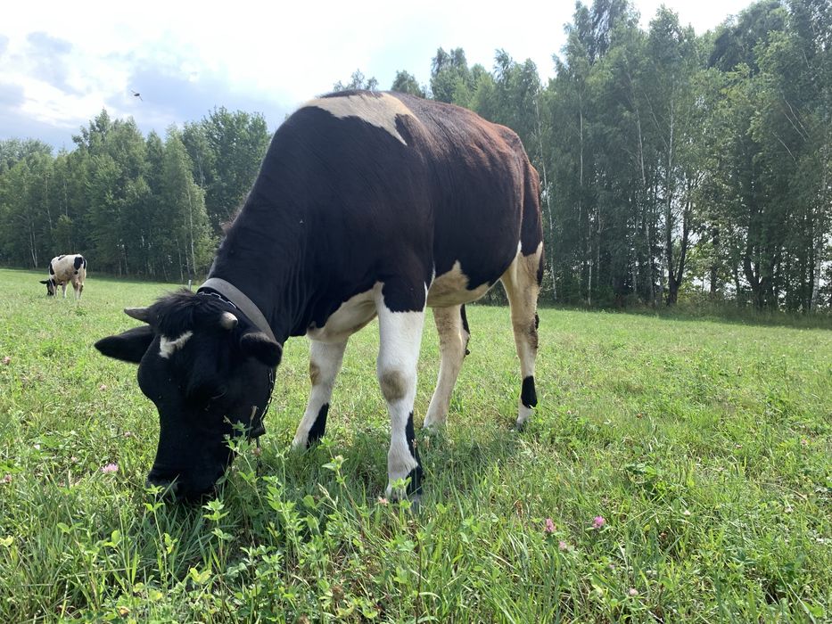 Продам погуляну теличку на держання