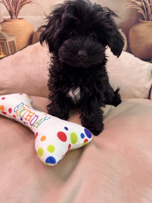 Yorkiepoo suczka. York& pudel toy